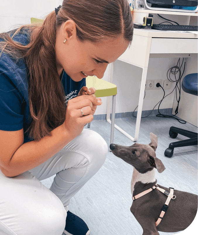 Vetcare koncept 1