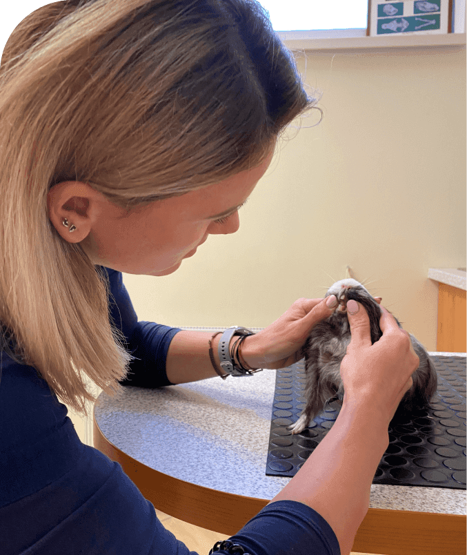 Vetcare koncept 2